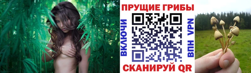 кракен вход  Чудово  Галлюциногенные грибы прущие грибы 